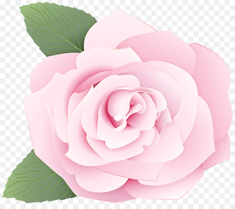 Rosa Rosa，Flor PNG