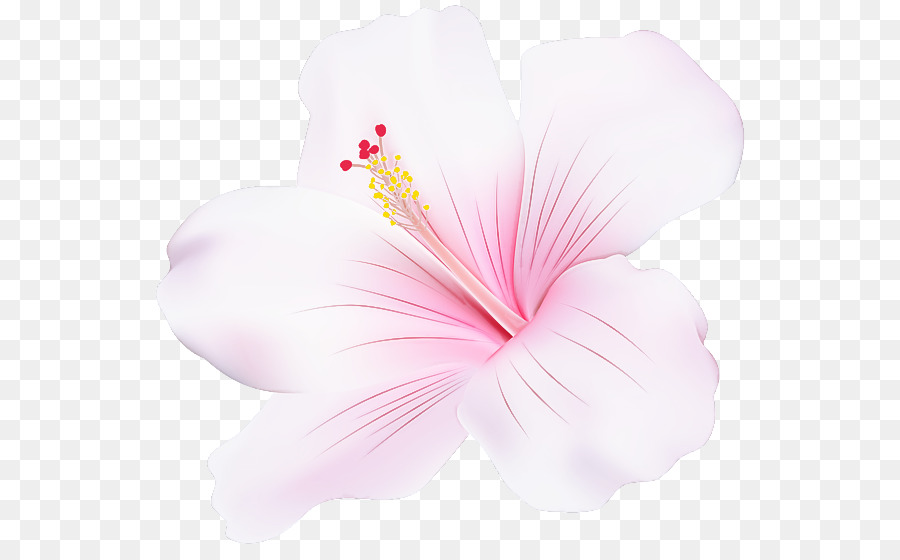 Hibisco，Rosa PNG