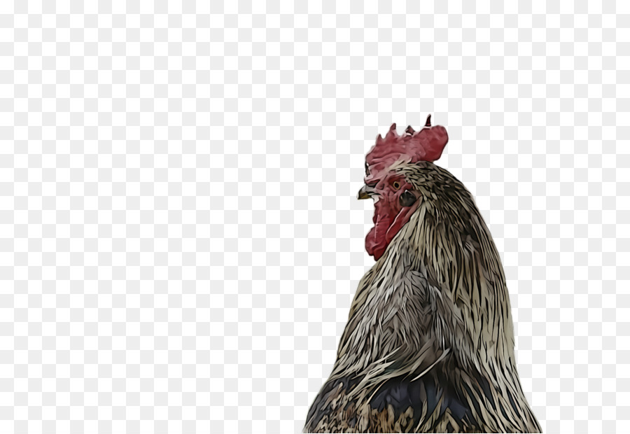 Pollo，Gallo PNG