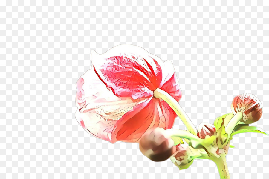 Flor，Planta PNG