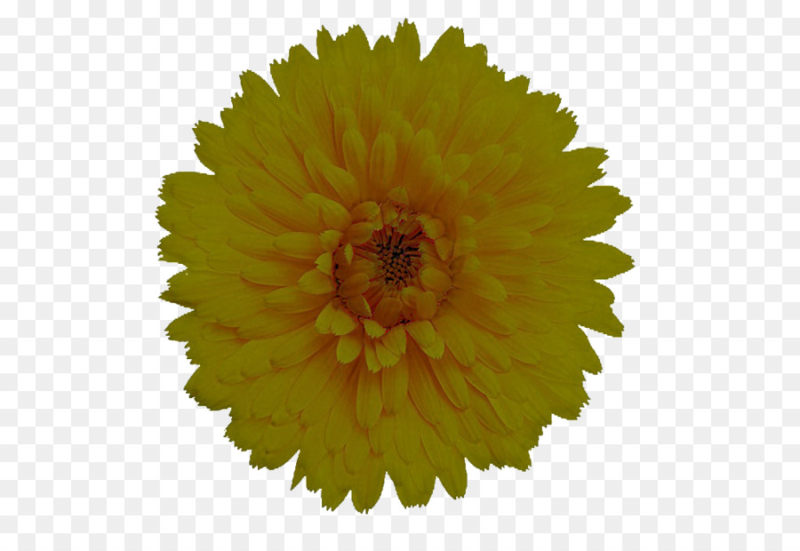 Flor，Amarillo PNG