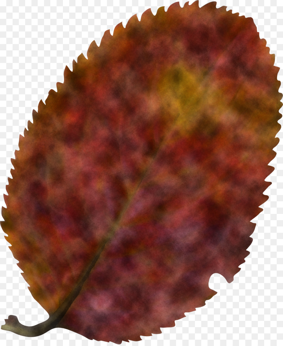 Hoja，Planta PNG