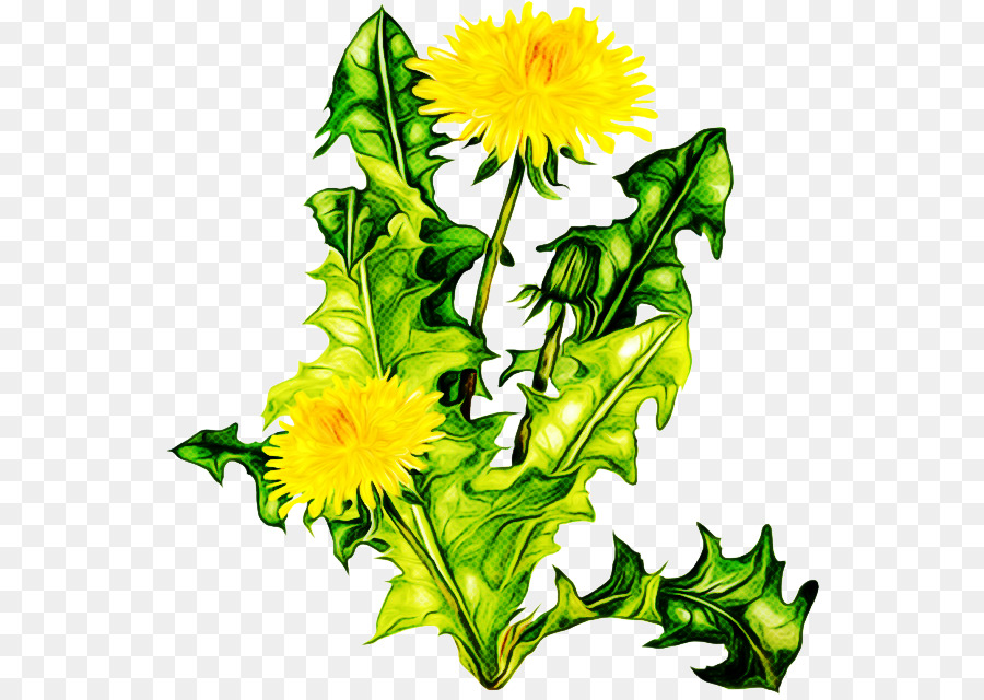 Flor，Amarillo PNG