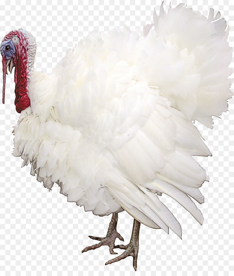 Pavo Blanco，Plumas PNG