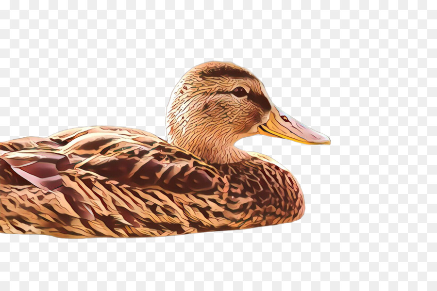 Aves，Pato PNG