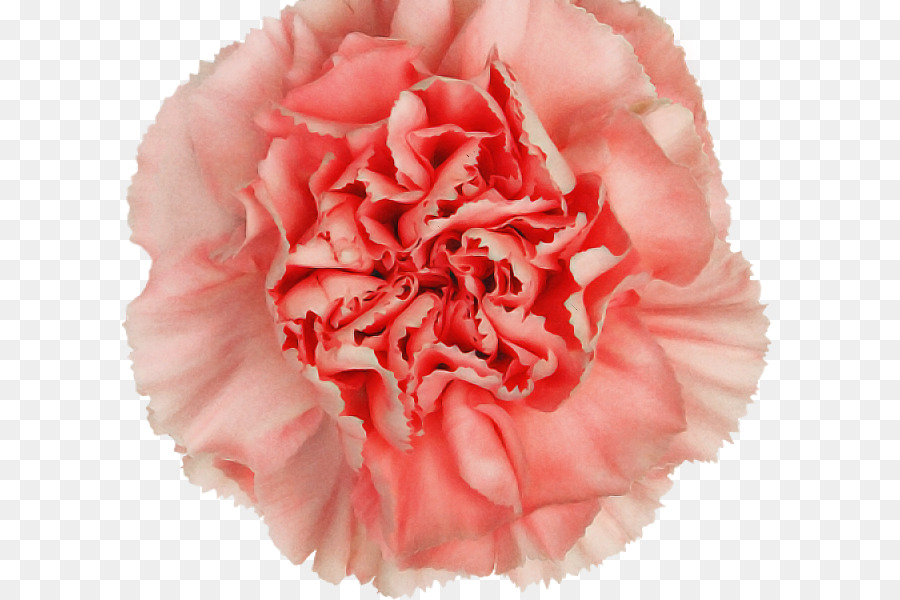 Rosa，Clavel PNG