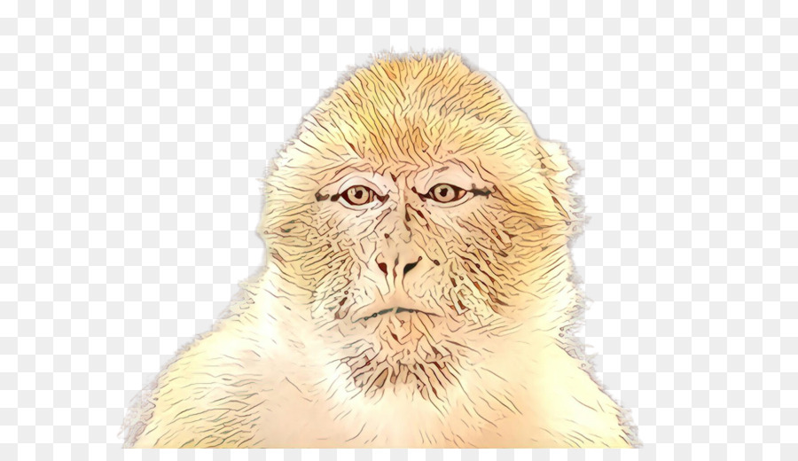 Mono Del Mundo Antiguo，Macaco PNG