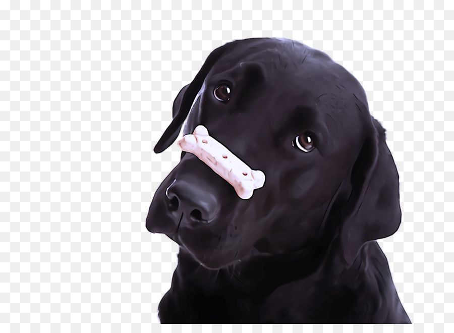 Perro，Labrador Retriever PNG