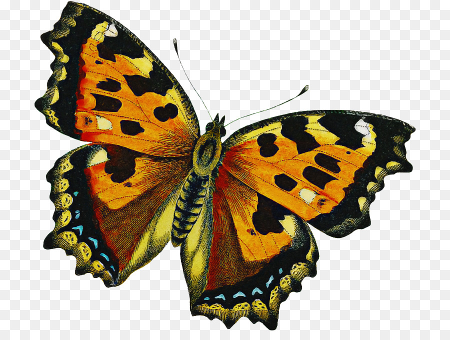 Las Polillas Y Las Mariposas，Mariposa PNG