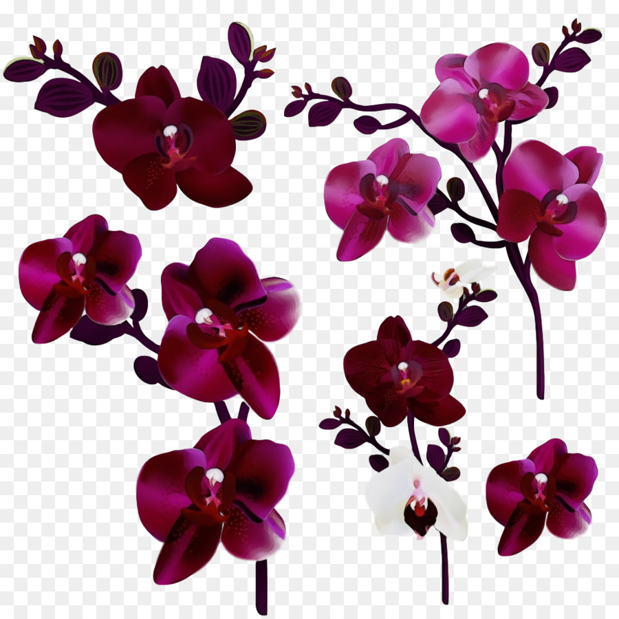 Flor，La Polilla De La Orquídea PNG