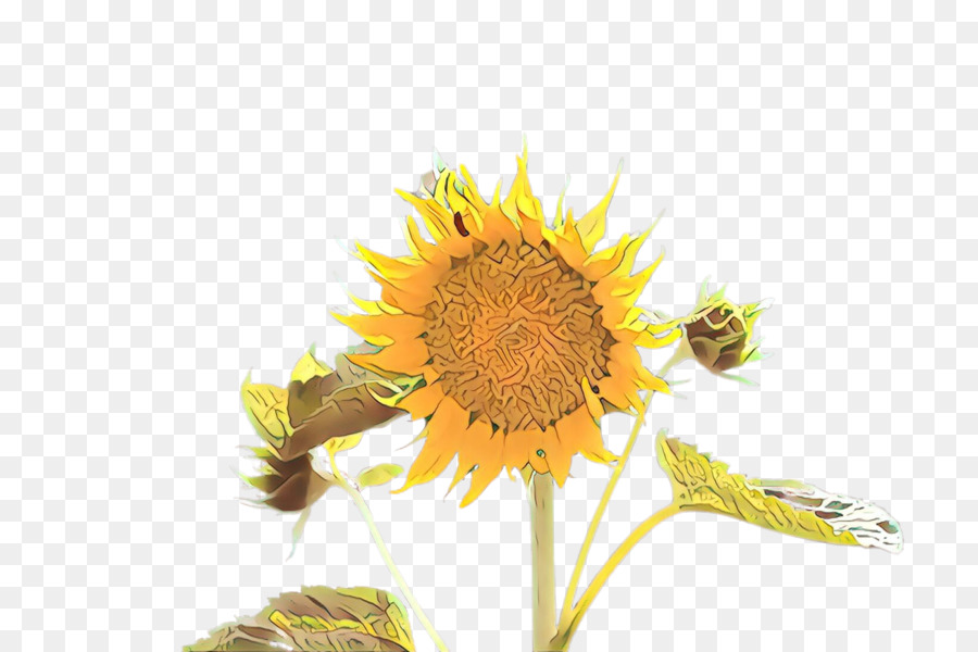 Flor，Girasol PNG