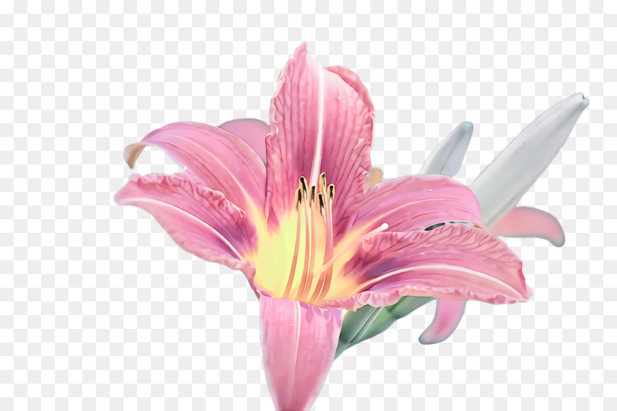 Flor，Lily PNG