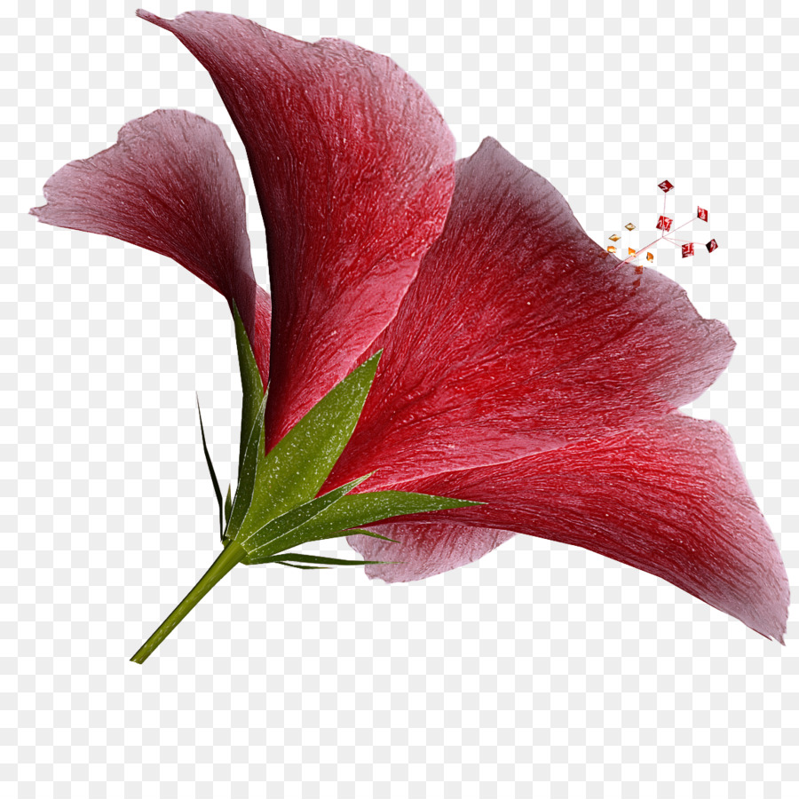 Flor，Planta PNG