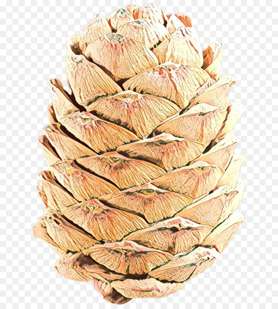 Árbol，Planta PNG