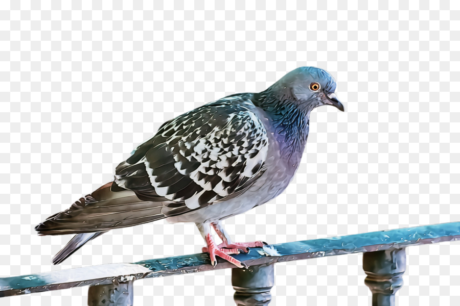 Aves，Stock Paloma PNG