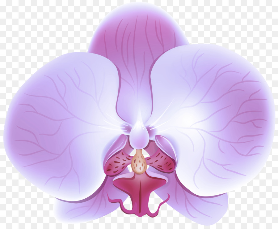 Violeta，Morado PNG