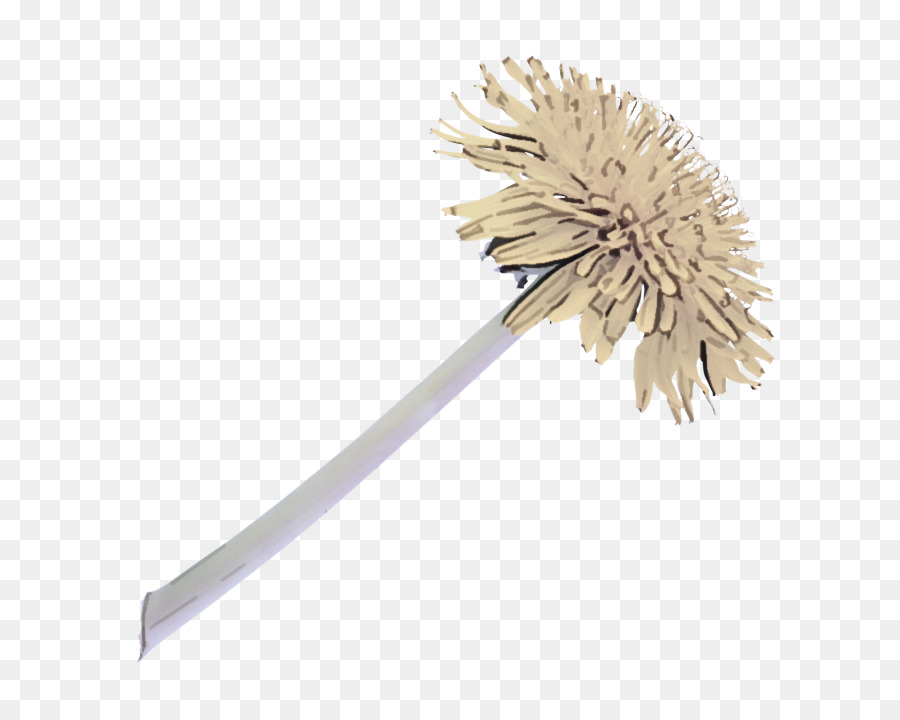 Cepillo，Planta PNG