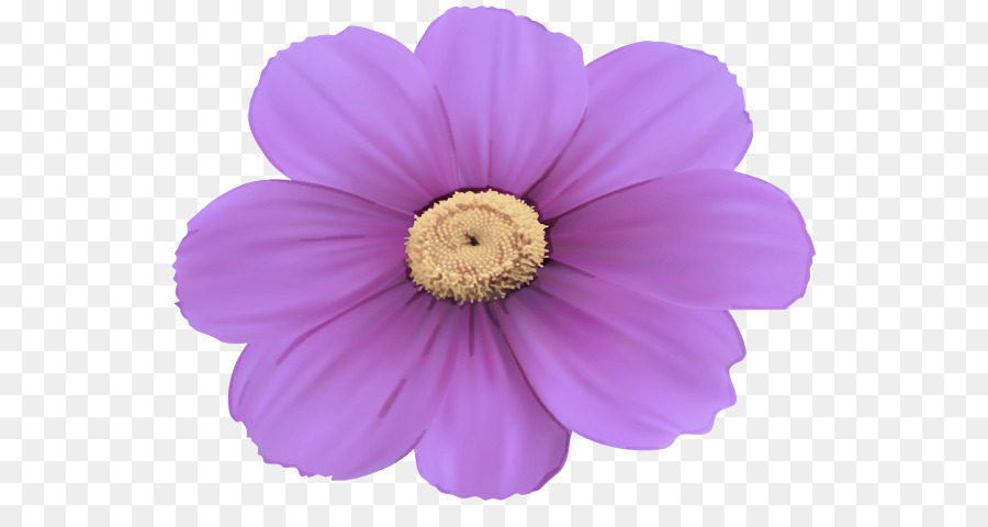 Flor Morada，Florecer PNG