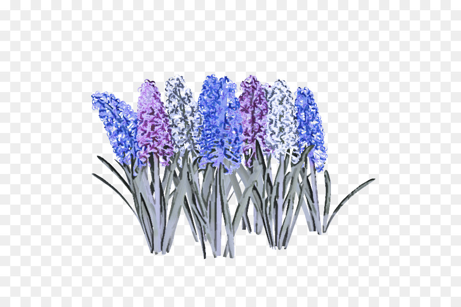 Flor，Lavanda PNG