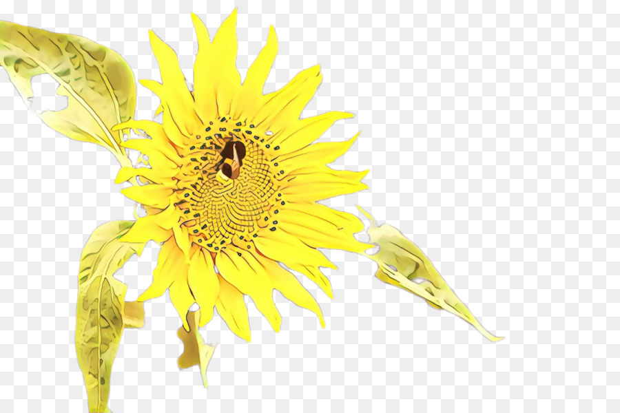 Girasol Amarillo，Hojas Verdes PNG