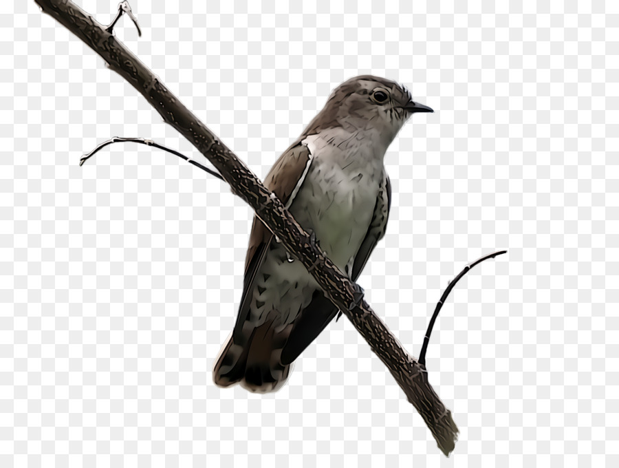 Aves，Pico PNG