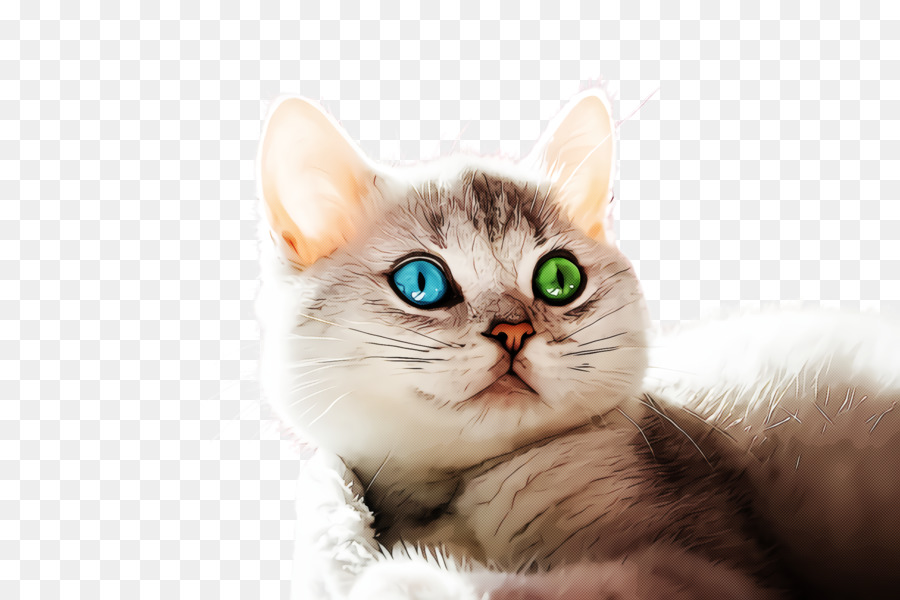 Gato，De Pequeñas A Medianas Gatos PNG