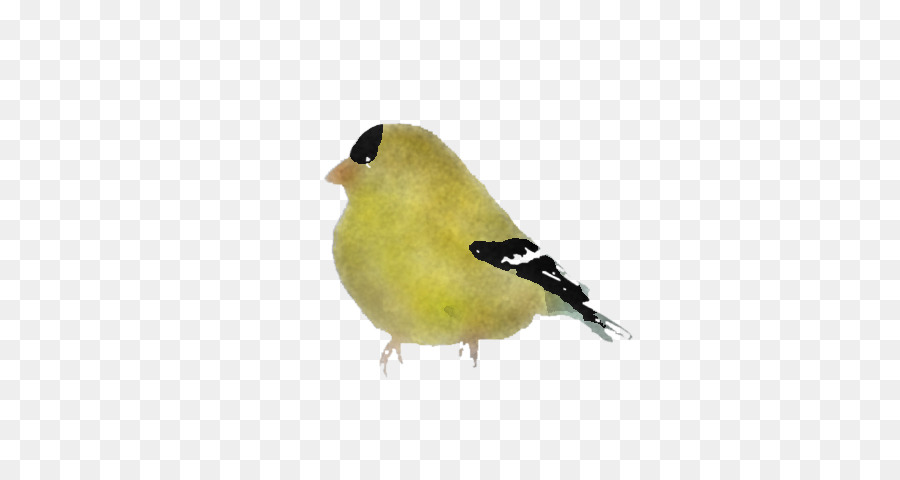 Aves，Pico PNG