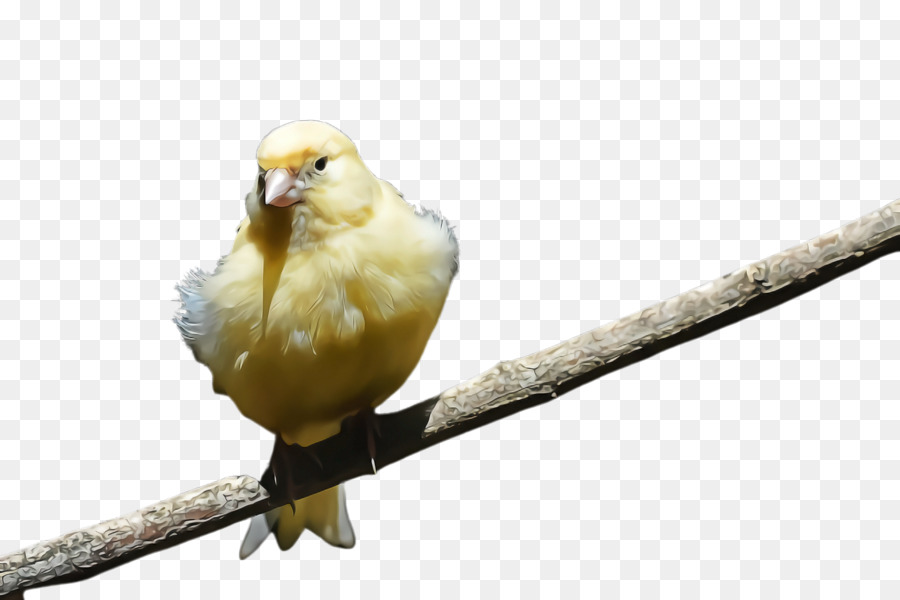 Aves，Pico PNG