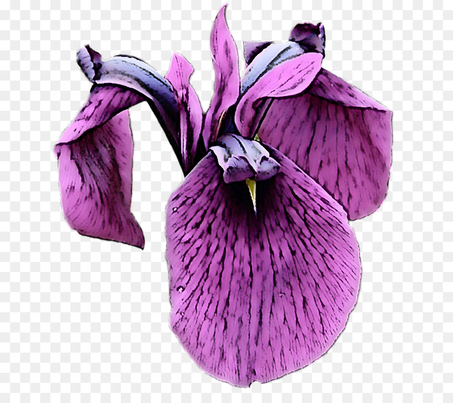 Flor，Morado PNG