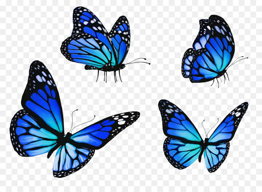 Las Polillas Y Las Mariposas，Mariposa PNG