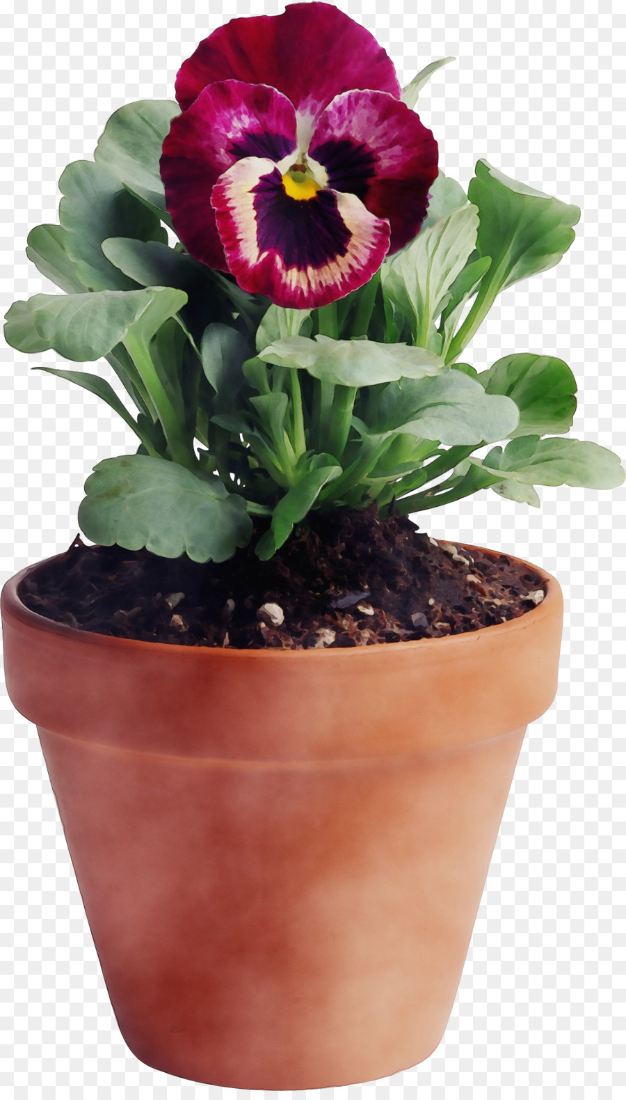 Planta En Maceta，Flor PNG