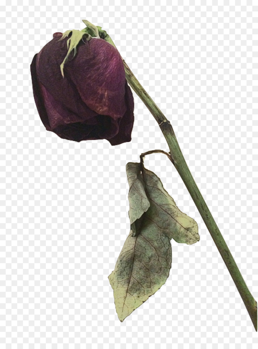 Rosa Morada，Provenir PNG