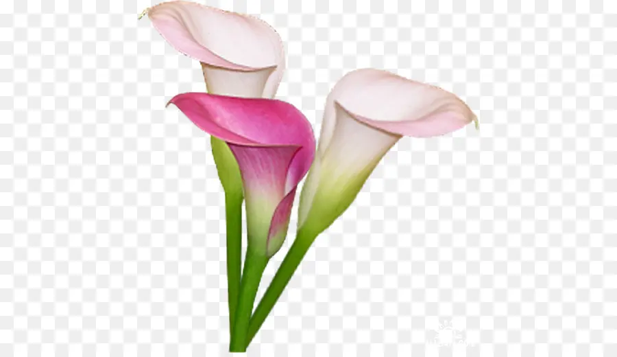 Blanco Gigante Arum Lily，Flor PNG
