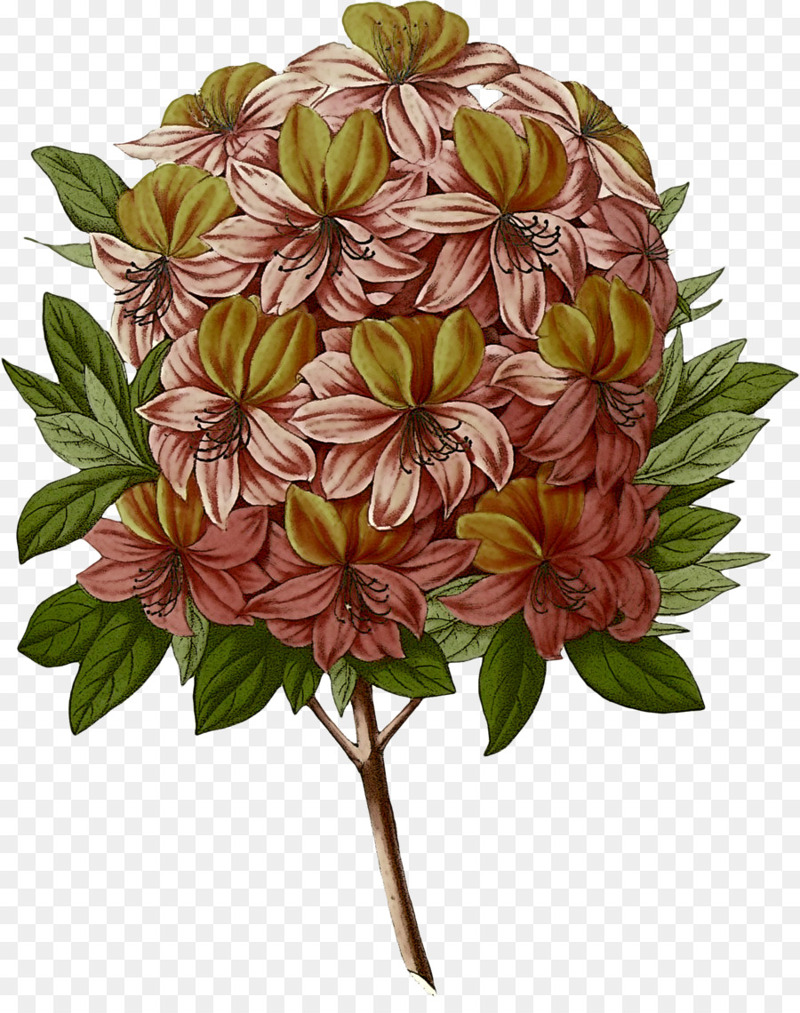 Flor，Planta PNG