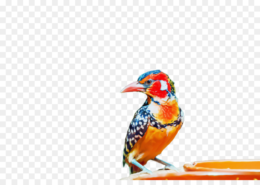 Aves，Pico PNG