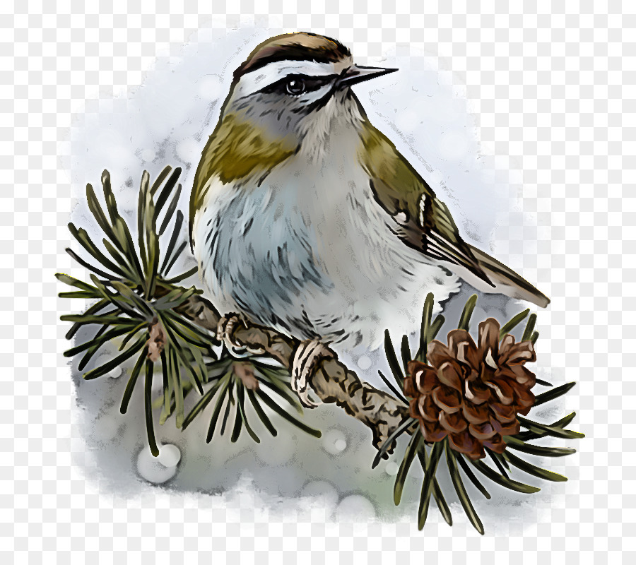 Aves，Pico PNG