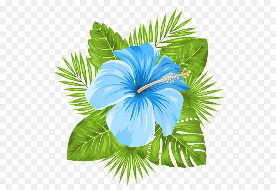 Azul，Hibiscus Hawaiian PNG