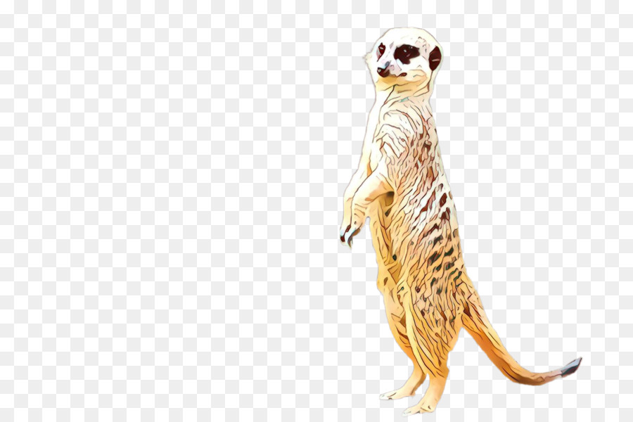 Suricata，Mangosta PNG