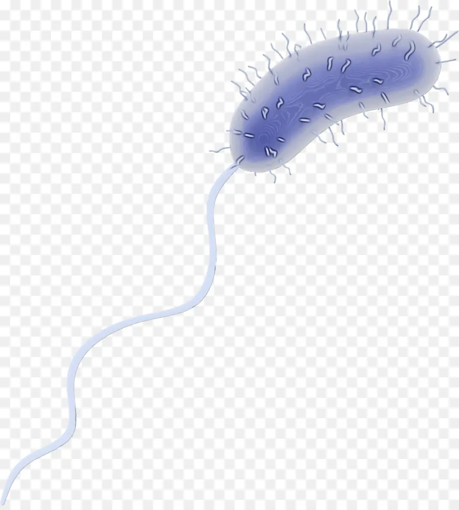 Bacteria，Microbio PNG