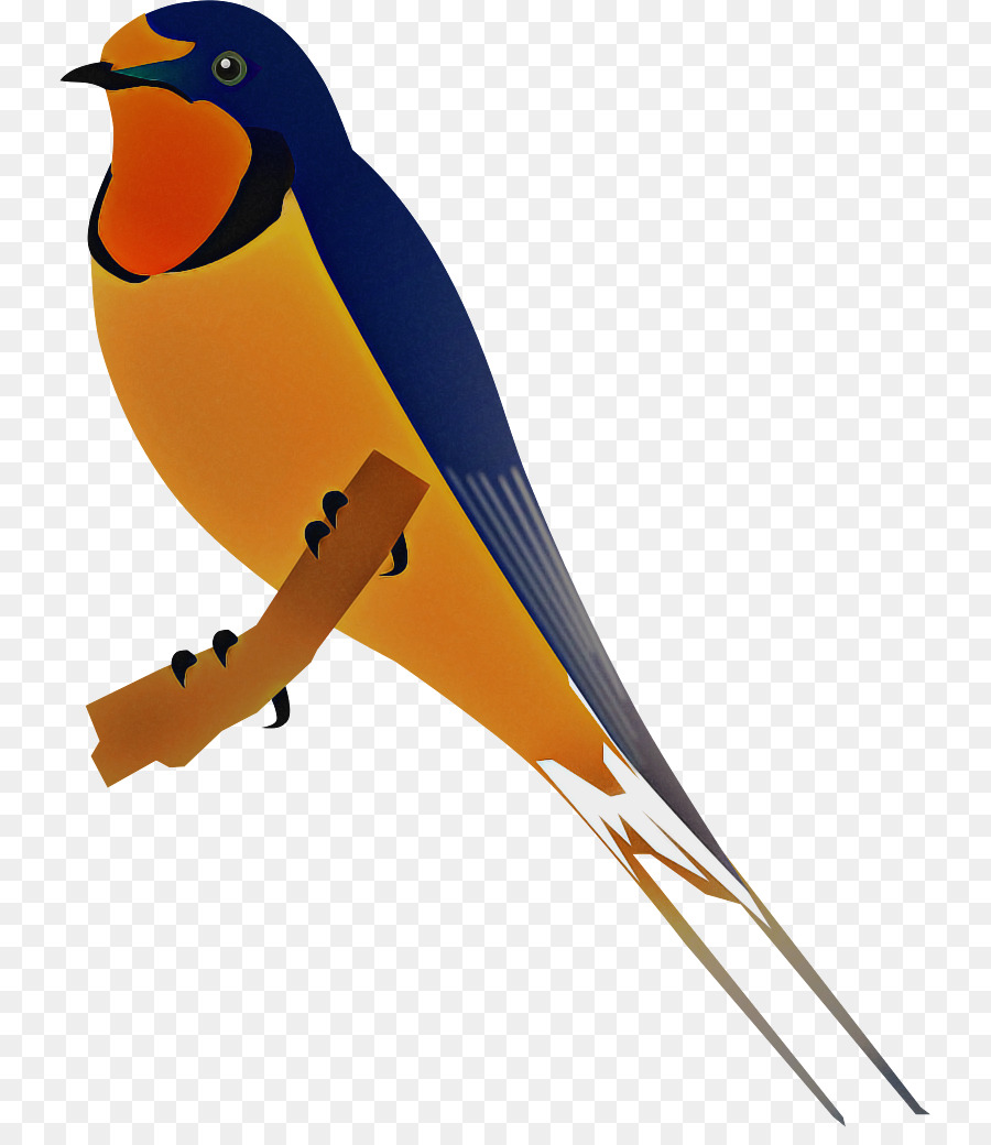 Aves，Pico PNG