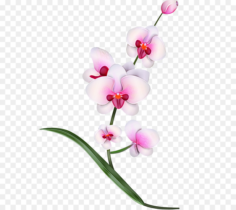 Flor，La Polilla De La Orquídea PNG