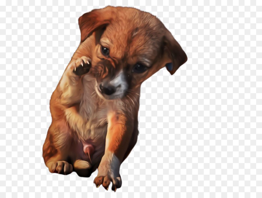 Cachorro，Perro PNG