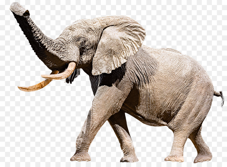 Elefante，Animal Figura PNG