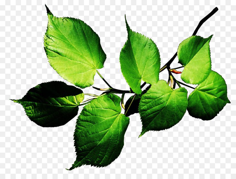 Hoja，Flor PNG