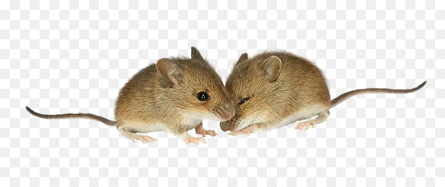 Ratón，Rata PNG