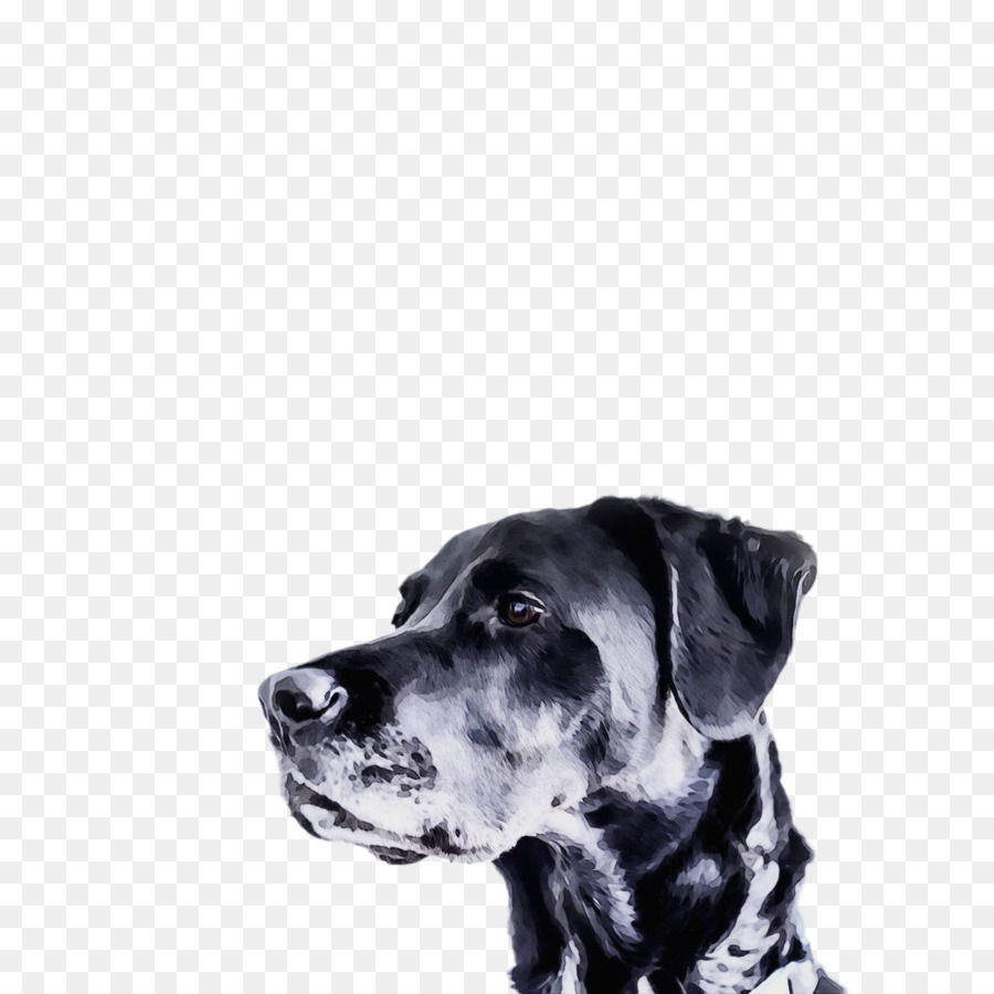 Perro，Blanco PNG