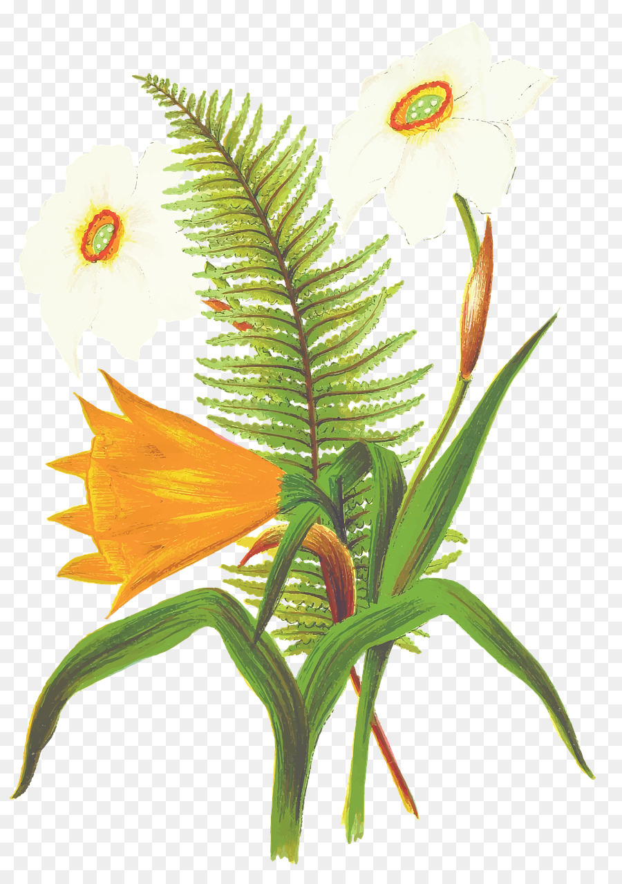 Flor，Planta PNG