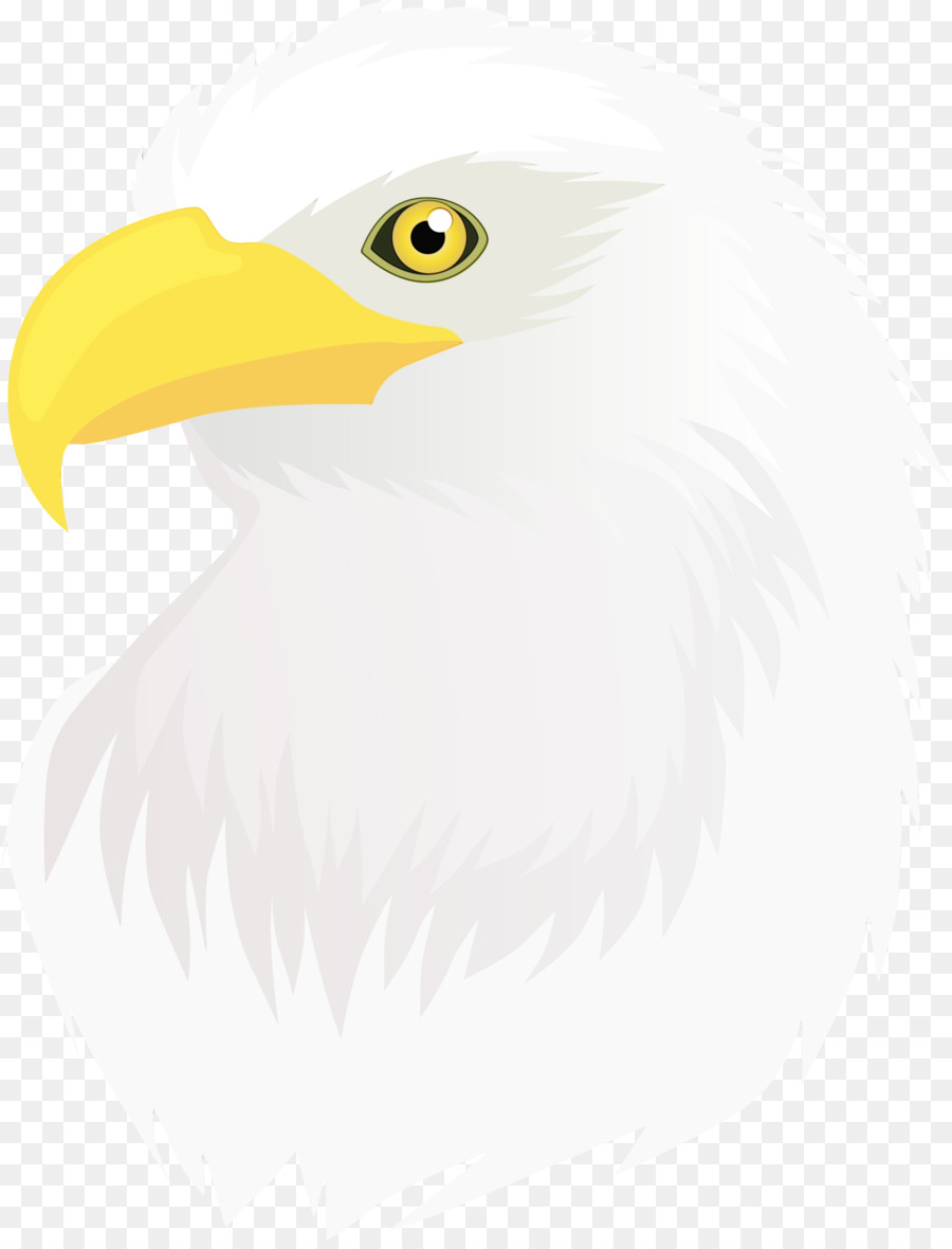 Aves，águila Calva PNG