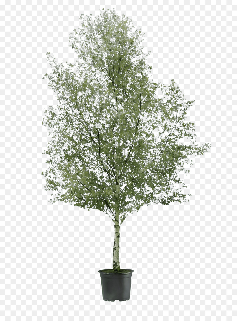 Árbol，Planta PNG