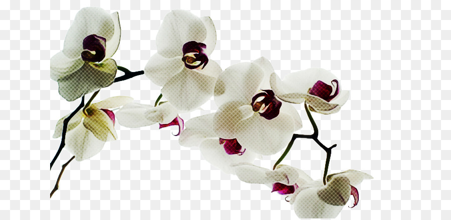 Blanco，Flor PNG